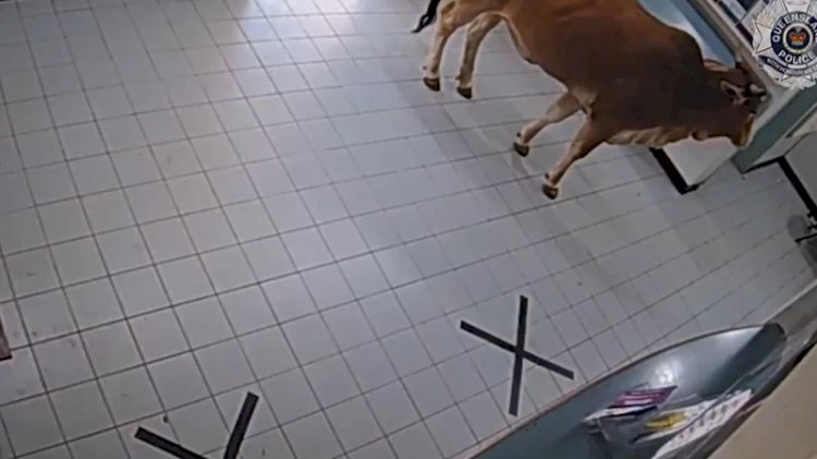 Karakola inek girdi! Polisler şok oldu