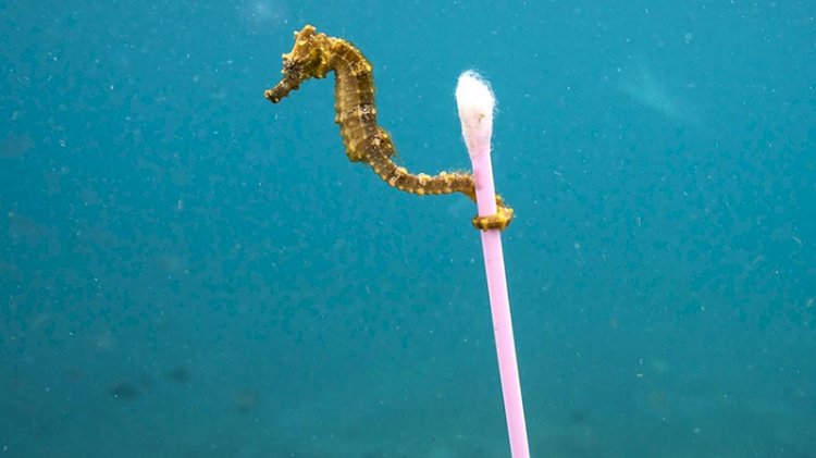 '2050 yılında denizlerde balıklardan çok mikroplastik olacak'