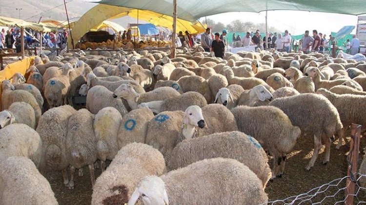 Bilim Kurulu Üyesi Kayıpmaz: Kurban bayramı ciddi bir eşik