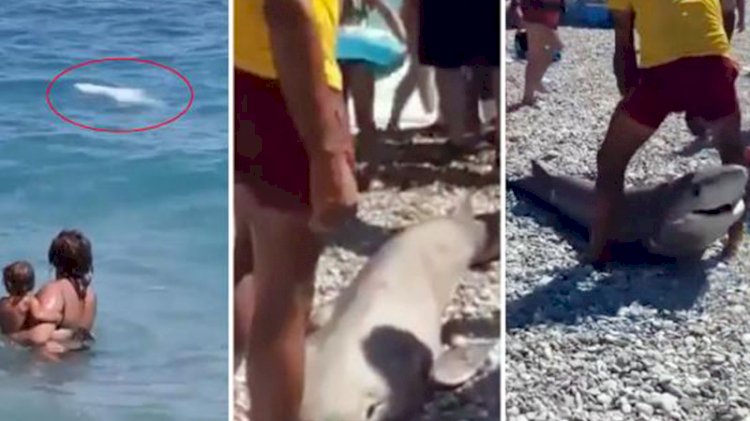 Antalya'da köpekbalığı ölüsü kıyıya vurdu