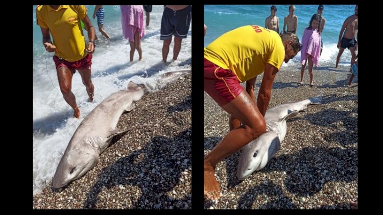 Doğruysa rezalet! Köpek balığını turistlere göstermek için mi öldürdüler?