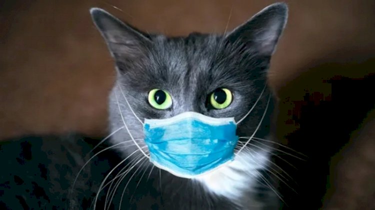 İngiltere'de kedide koronavirüs tespit edildi