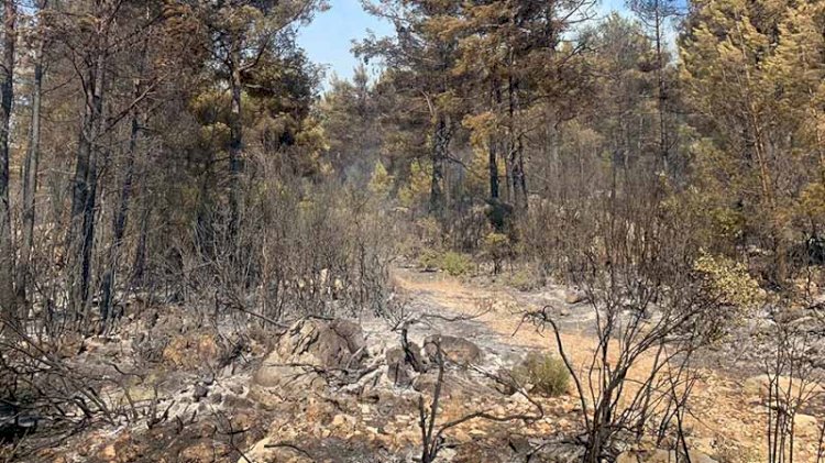 Mangal ateşi, 46 dönüm araziyi kül etti