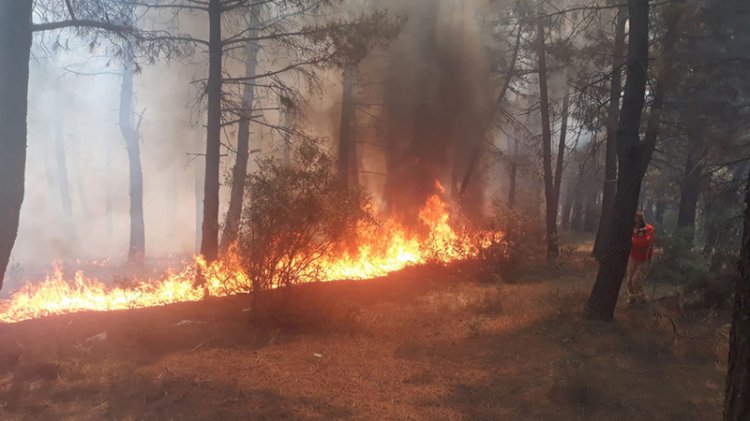 Kartal Aydos'ta ormanlık alanda yangın
