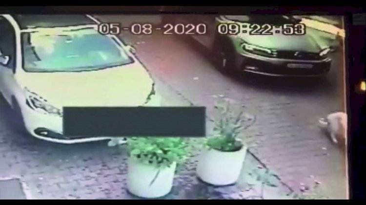 Göz göre göre köpegi ezdi ve kaçtı