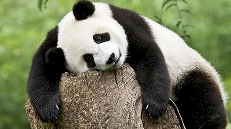 Soyları tükenmekte olan pandaların koruma alanları nedeniyle başka hayvan türlerinin soyu tehlikeye girdi