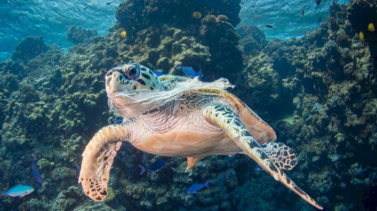 Türk üniversite öğrencisi, hayvanların da yiyebildiği plastik malzeme geliştirdi