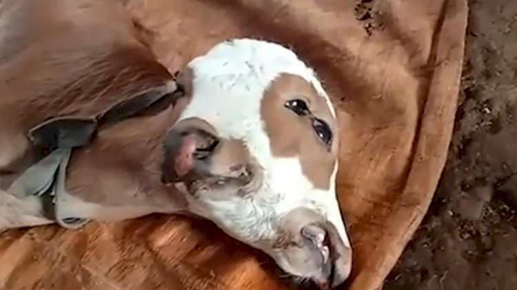 Çift başlı buzağı görenleri şaşırttı