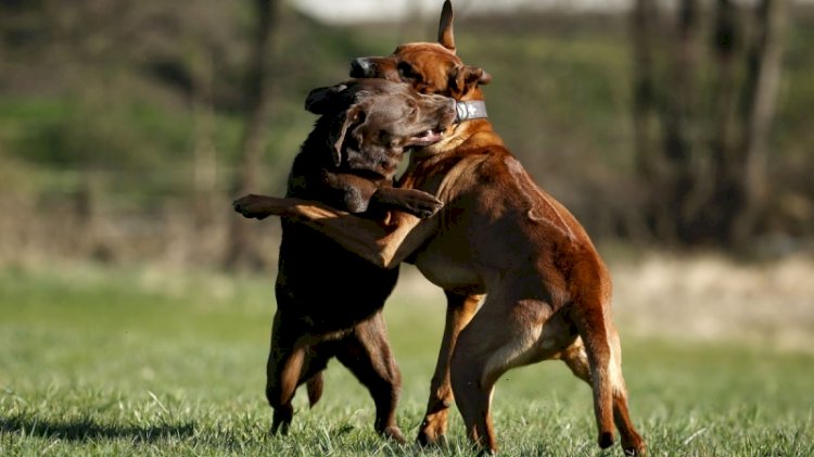 'Bahis için köpek dövüştürenler hayvanları parçalattırıyor'