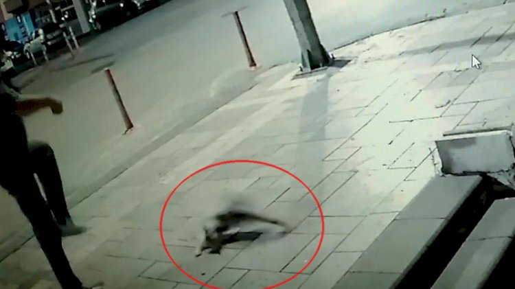 Sokaktaki kediyi tekmeledi, 'sanki adam öldürdük' dedi