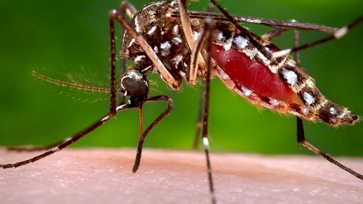 Genetiği değiştirilmiş 750 milyon sivrisinek doğaya salınacak