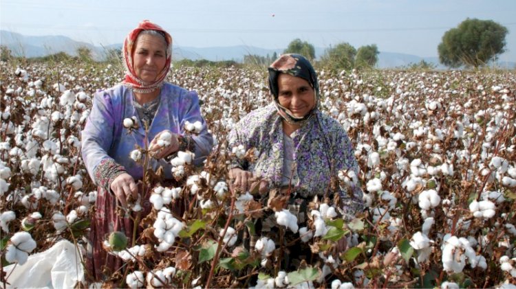 Türk çiftçisini ezdirdik, Yunanistan'dan pamuk alacağız!