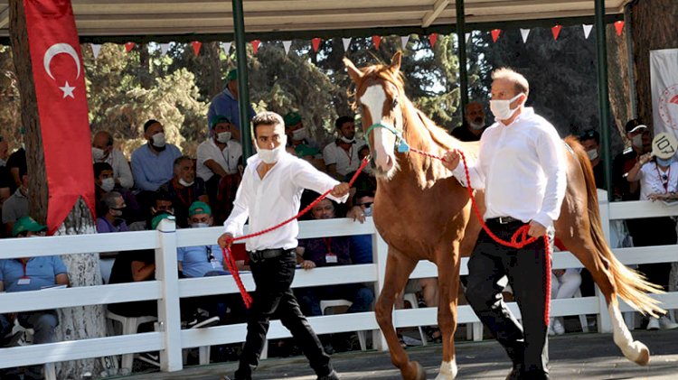 Açık artırmada, ev fiyatına tay