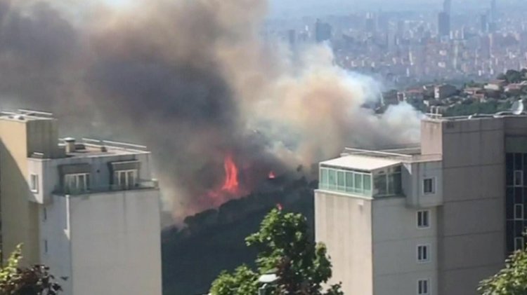 İstanbul Maltepe'de orman yangını