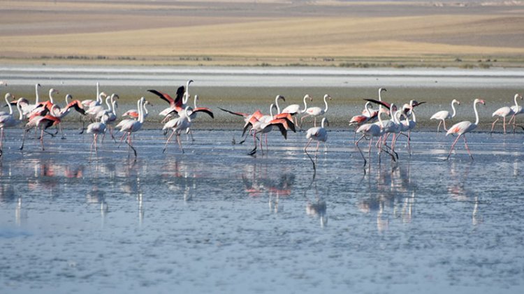 Flamingoların yaşam alanı daralıyor