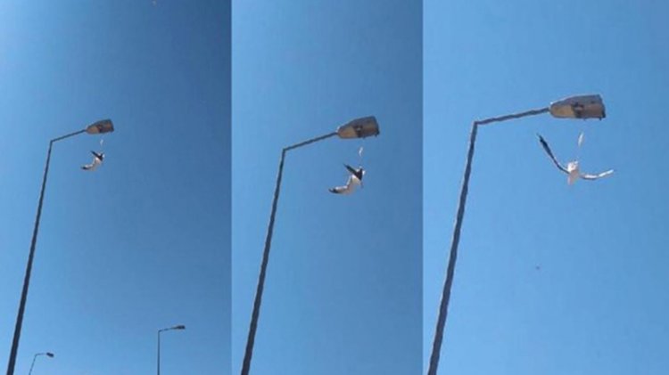 Ayağına maske takılan martı, direkte asılı kaldı