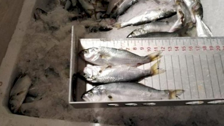 İstanbul'da 7 ton su ürününe el konuldu