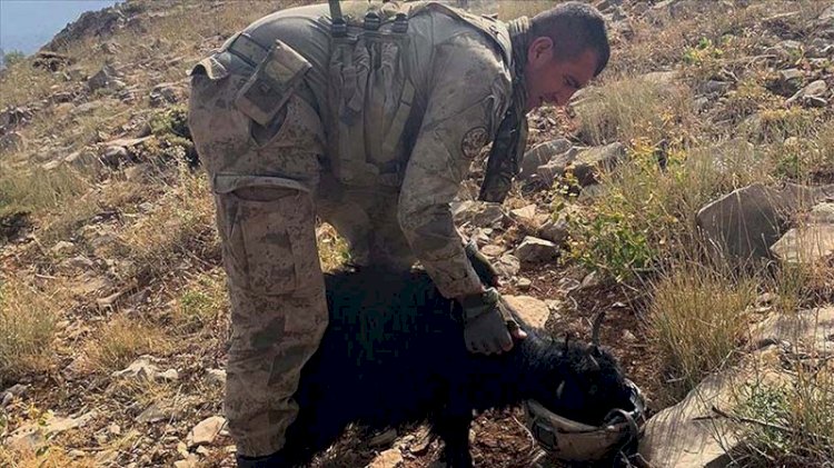Mehmetçik dağda susuz kalan oğlağa miğferinden su içirdi