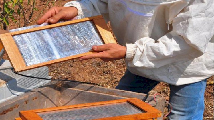 Gramını 700 liradan arı zehri ihraç ediyor