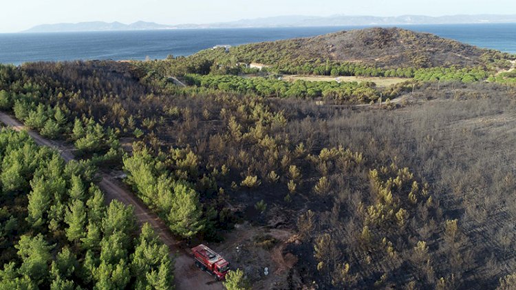 Kara tablo sabah ortaya çıktı: Ayvalık'ta 80 hektar ormanlık alan yandı