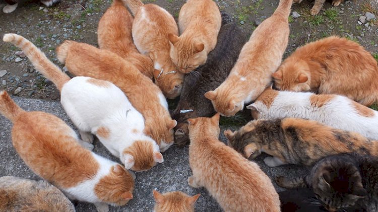 100 metrekarelik evde 110 kediyle yaşıyordu, müdahale edildi