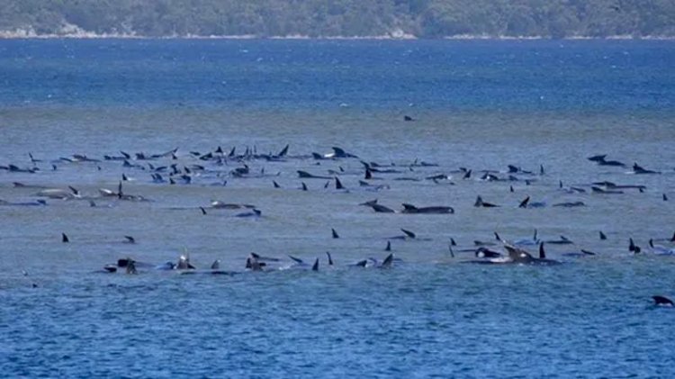 275 balina sığ sularda mahsur kaldı