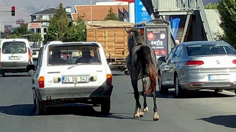 Caniler otomobile bağladıkları atı kilometrelerce koşturdular