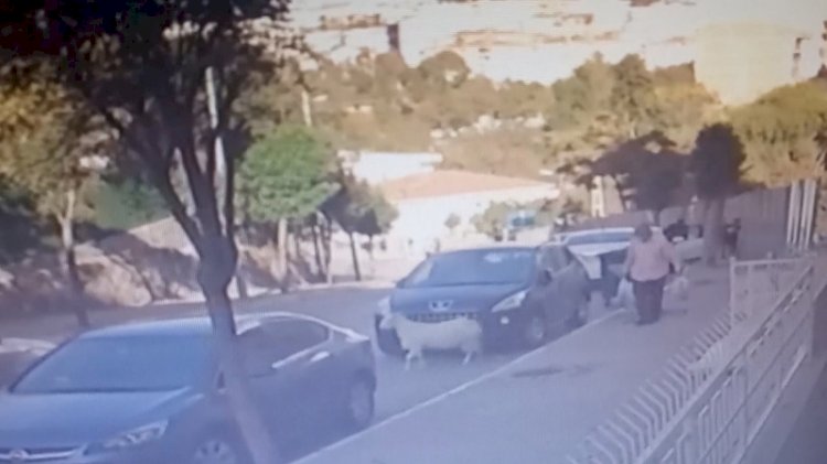 Çekmeköy'de keçinin boynuzlarıyla otomobile zarar vermesi kamerada