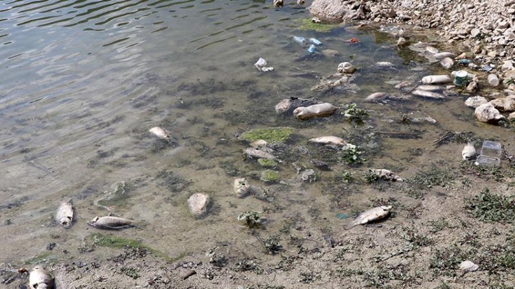 Balık ölümleri korkuttu, inceleme başlatıldı