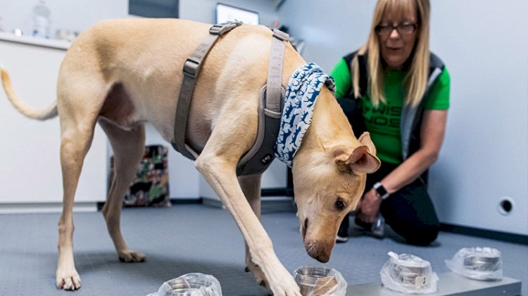 Koronavirüs testlerine rakip geldi: Köpekler!