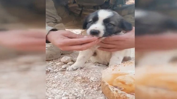 Mehmetçik yemeğini yavru köpeklerle paylaştı