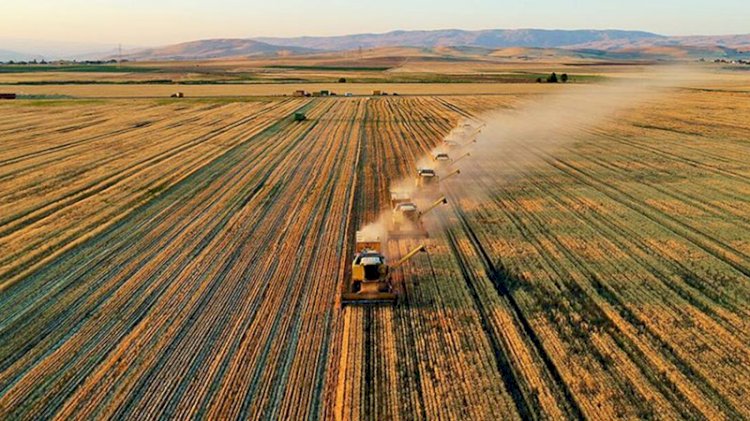 Kansere yol açan tarım ürününe Türkiye'den yasak