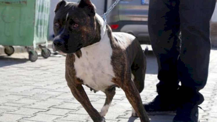 'Tehlikeli ırk' köpek besleyen kişiye 9 bin 563 lira ceza