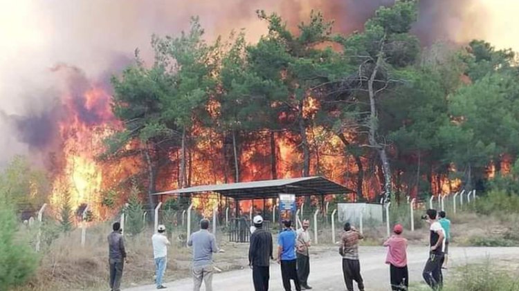 Kahramanmaraş'ta orman yangını
