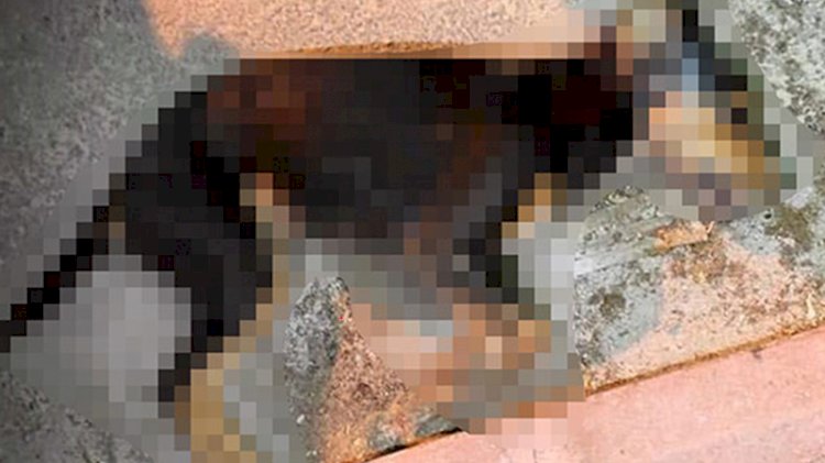 Burdur'da 8 sokak hayvanı öldürüldü