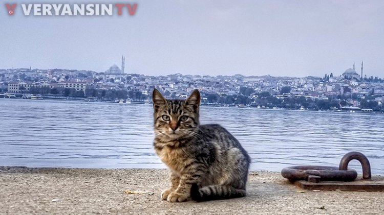 Bilim insanları açıkladı: Kedilerle nasıl arkadaş olunur?