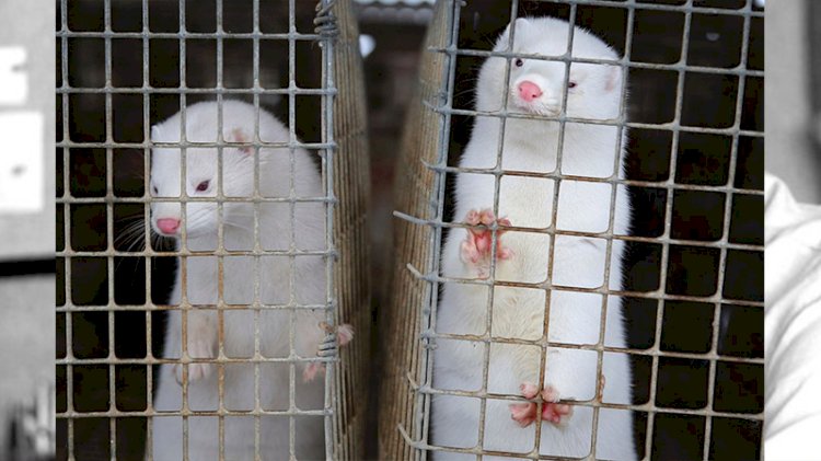 Danimarka korona virüse yakalanan 2,5 milyon vizonu öldürecek
