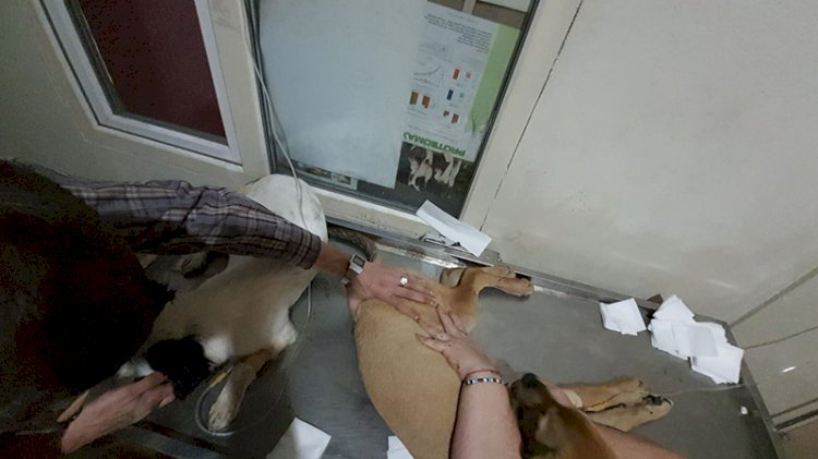 Çanakkale’de köpek katliamı