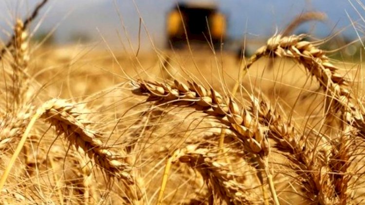 3 üründe gümrük vergisi sıfırlandı