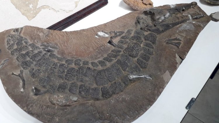 Adnan Oktar örgütünün gizli evlerine baskın! 150 milyon yıllık fosiller çıktı
