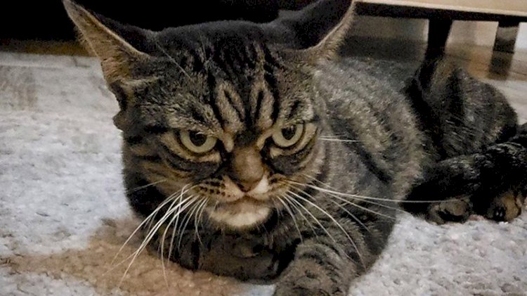 Köpeği kedinin elinden zor kurtardılar