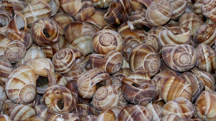 Bilecik'ten dünyaya 700 ton salyangoz