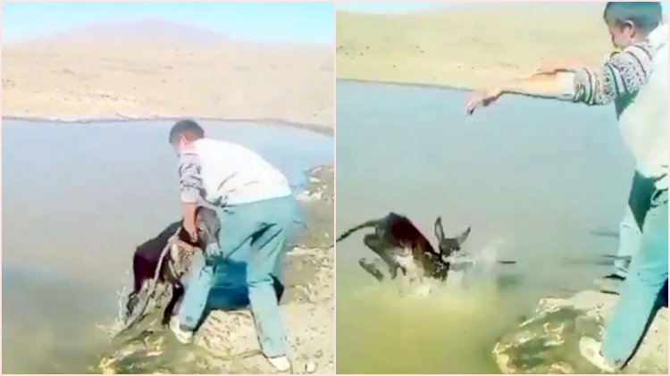 Sıpayı göle atıp eziyet eden kişilere para cezası verildi