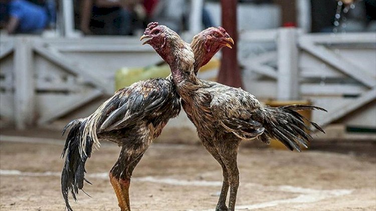 Yasadışı horoz dövüşü baskınında horoz polisi öldürdü