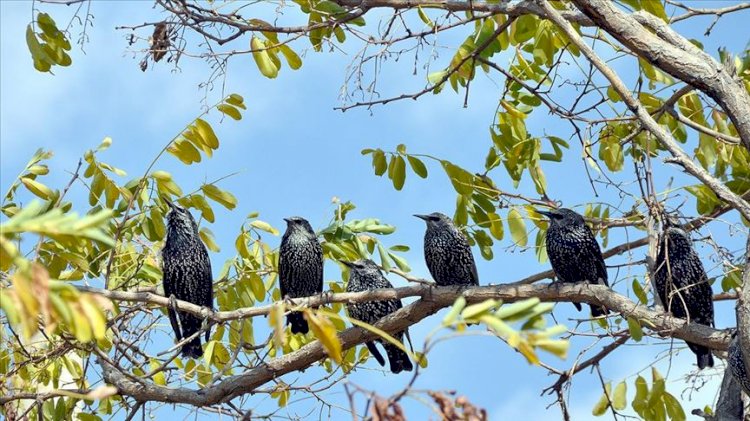 Kars'ta kalan göçmen kuşlar doğayı renklendiriyor
