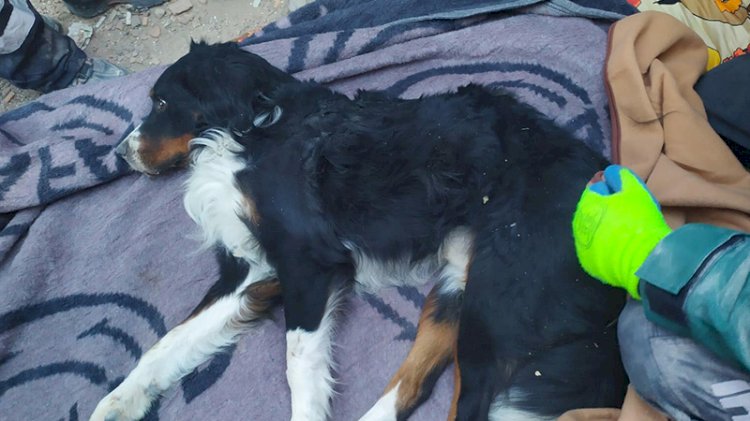 Enkazdan 58 saat sonra bir köpek kurtarıldı