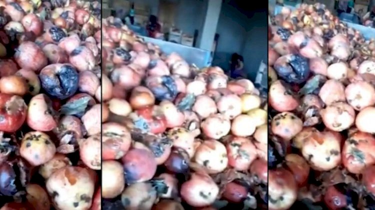 Tarım ve Orman Bakanlığı'ndan çürük elma açıklaması