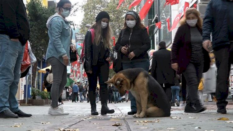 İzmit'te mazgalı izleyen köpek itfaiye ekiplerini harekete geçirdi
