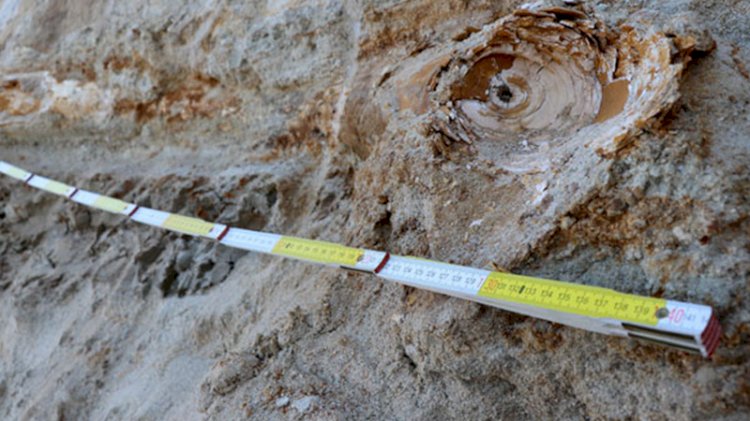 Edirne'de 8 milyon yıllık mamut fosilleri bulundu