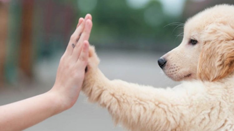 Koronavirüs analizi: Köpek sahipleri risk altında